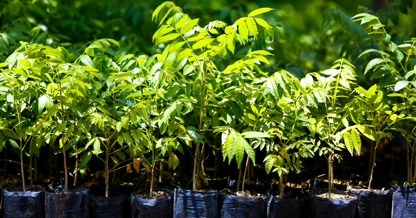 Why we're planting trees for our Tribe